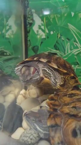 The video shows two red-eared slider turtles in a glass enclosure. The enclosure appears to be an aquarium filled with water and decorative rocks and shells. In the background, there is a green artificial plant decoration. The turtle in the foreground is looking directly at the camera. The turtle's head is extended, revealing its red ear markings and striped neck. Its shell is visible, with a pattern of brown and yellow. The second turtle is partially visible to the right of the first turtle, also with its head extended and red ear markings visible. The lighting suggests the enclosure is indoors.