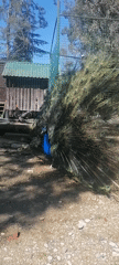Peacock displays vibrant plumage in New Athos enclosure