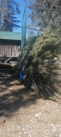Peacock displays vibrant plumage in New Athos enclosure