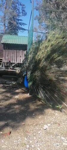 Peacock displays vibrant plumage in New Athos enclosure