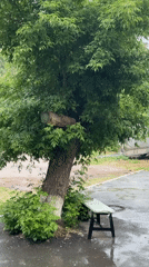 Tree maintenance observed in Kokshetau park area