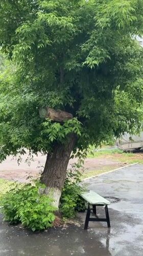 Tree maintenance observed in Kokshetau park area