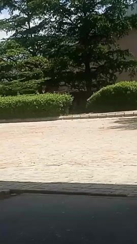 The video shows an outdoor scene with a paved area in the foreground and lush green trees and bushes in the background. A portion of a building can be seen behind the foliage. The camera appears to be mounted on something that moves, perhaps a vehicle or a person walking, as there is slight camera shake and movement throughout the clip. The lighting suggests it is daytime, with shadows indicating the sun is out. There is no discernable action or interaction taking place.