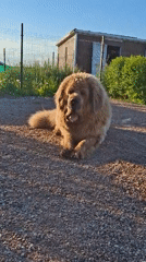 Large fluffy dogs spotted across Russian countryside during sunset