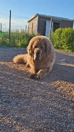 Large fluffy dogs spotted across Russian countryside during sunset