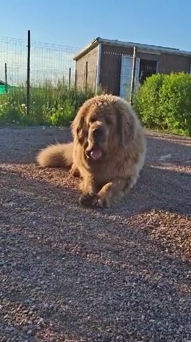 Large fluffy dogs spotted across Russian countryside during sunset
