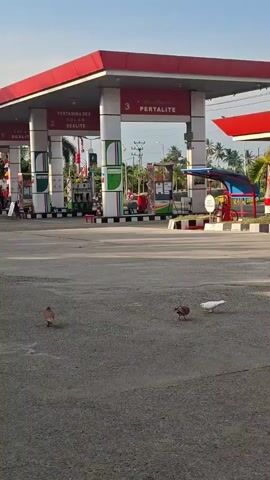 The video shows a gas station with red and white branding under a clear blue sky. Three pigeons are visible on the asphalt in the foreground. One pigeon is standing alone on the left, and two pigeons are together on the right. The gas station has multiple pumps under a red roof supported by white pillars. Signs on the pillars indicate fuel types like "PERTAMINA DEX SOLAR DEXTRA" and "PERTALITE". Behind the gas station, some trees and buildings are visible. The scene appears to be captured in daylight.