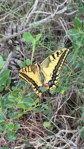 A close-up shot captures a yellow butterfly resting on a green bush. The butterfly's wings are adorned with black stripes and blue and red markings on the lower edges. The surrounding environment appears to be a natural setting with dry branches and pine needles scattered on the ground, suggesting a dry, possibly Mediterranean climate, consistent with the location of La Pedrera, Spain. The lighting suggests it could be daytime, possibly late afternoon, given the soft, diffused light. There is no visible text in the frame. The scene evokes a sense of tranquility and appreciation for nature.