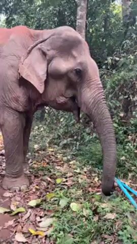 The video shows a young elephant standing in a wooded area. The elephant is gray and appears to be coated with reddish-brown mud on its head and legs. It is using its trunk to drink water from a blue plastic pipe on the ground. The ground is covered with fallen leaves and some green vegetation. Trees are visible in the background. The camera is stationary, focusing on the elephant as it drinks. The audio contains a person speaking about the elephant using its trunk.