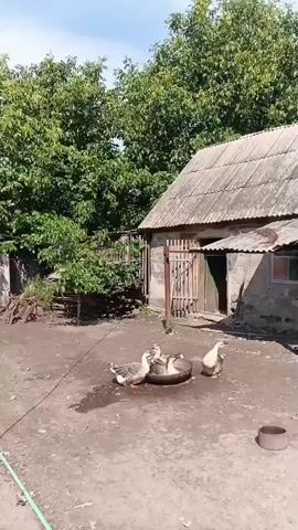 A group of geese are gathered around a shallow metal basin filled with water in a dirt yard. One goose stands to the right of the basin, while four others are in or around it. Behind them is a rustic building with a corrugated metal roof and wooden doors, partially obscured by trees. The sky is visible and appears to be clear and blue. The overall scene depicts a simple, rural setting.