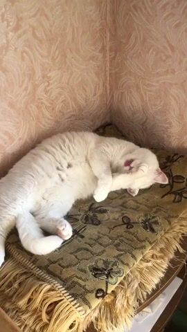 A white cat lies on a patterned cushion. The cat is curled up on its side, with its paw over its face. The cat's eyes are closed, and its tongue is sticking out slightly. The cushion is placed on a wooden surface. The background is a wall with a textured pink wallpaper. The scene is lit by natural light.