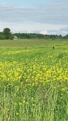 The video opens with a wide shot of a field filled with yellow flowers under a cloudy sky. Two birds, possibly cranes, are seen in the distance amidst the flora. The camera zooms in on one of the birds, which has a long neck and legs, as it walks through the yellow flowers. In the background, there's a small house and a line of trees. The camera follows the bird for a few seconds before the video ends.