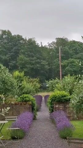 The video displays a serene garden path lined with vibrant lavender bushes and flanked by low stone walls. Mature trees form a lush green backdrop under an overcast sky. The path, made of gravel, leads the viewer's eye into the distance, creating a sense of depth. The overall ambiance is tranquil and naturalistic, suggesting a peaceful outdoor setting.