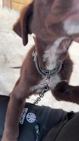 A person pets a brown puppy with a white chest patch. The puppy is standing on the person's lap while on a chain leash attached to a metal choke collar. The puppy turns its head slightly while being pet. The background is a concrete surface with a wooden wall in the distance. The person is wearing black pants with a logo and a black sweatshirt.