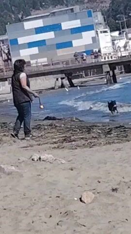 A woman in jeans and a vest is playing fetch with a black dog on a beach. The dog is retrieving a yellow ball from the water.  A pier with people on it extends into the water behind them. A large building with blue and white panels is behind the pier. Houses are visible on a hill in the background.