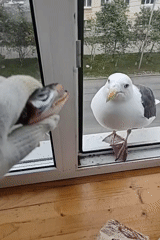 Seagull repeatedly fed and welcomed at Magadan apartment window