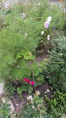 A handheld camera pans across a garden bed filled with various flowers and plants. The main focus is a tall, bushy plant with delicate, feathery green leaves and scattered pink and white cosmos flowers. To the left, a larger cluster of green leaves, possibly from a squash plant, is visible. In the foreground and scattered throughout the frame are other flowers in shades of pink, white, and purple, along with various green foliage. The ground appears to be dark soil. The lighting suggests an outdoor setting, possibly overcast or in the shade.