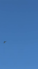 Aerial activity observed over Pokhara during early morning hours