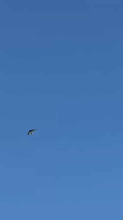 Aerial activity observed over Pokhara during early morning hours