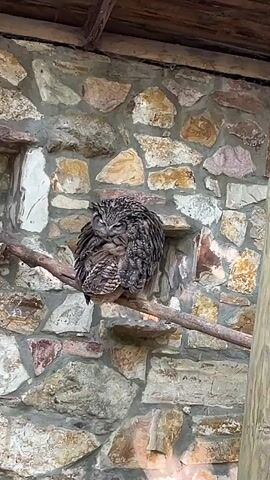 A medium shot shows an owl perched on a branch against a stone wall. The owl is facing left and its head is turned to the right, obscuring its face. Its feathers are mottled brown and gray. The owl ruffles its feathers and tucks its head down. The stone wall is constructed of irregular shaped stones of various colors, including tan, gray, and pink. A wooden beam runs across the top of the frame, suggesting it's part of a roof or enclosure. The branch the owl is perched on is rough and brown. A vertical wooden post is visible on the right side of the frame. The lighting is natural, and the overall scene appears to be outdoors.