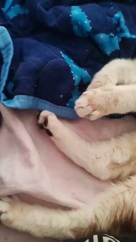 The video shows a close-up, slightly shaky view of a ginger and white cat lying on its back on a pink surface, with a blue blanket with a white pattern behind it. The cat's front paws are crossed over its chest. The camera slowly zooms out, revealing the cat's face. The cat has green eyes and is looking off to the side with a relaxed expression. Its fur is fluffy and a mix of ginger and white. The lighting is soft and appears to be natural daylight.
