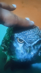 Spotted owl with restraint strap handled in Chennai
