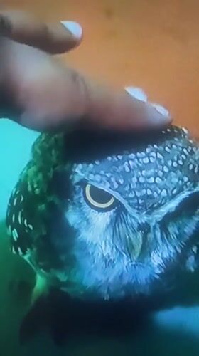 Spotted owl with restraint strap handled in Chennai