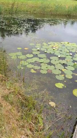 The video shows a pond with lily pads and white water lilies. The water is murky and the edges of the pond are lined with grass and reeds. The sky is overcast, and the water reflects the surrounding trees and vegetation.