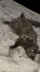 Grey cat poses on blanket in Varna