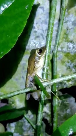 A close-up shot shows a small, light-brown frog clinging to a thin green vine. The frog has a white underside and dark eyes. It is surrounded by other vines and a large green leaf, with a blurry, mossy background.