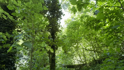 Forest canopy filmed from ground level in Sochi