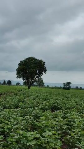 The video shows a wide shot of a lush green field under a cloudy sky. In the center of the frame, a large, dark green tree stands prominently. The field is covered in dense, low-lying vegetation, possibly crops. In the distance, more trees and rolling hills are visible against the horizon. The sky is overcast with heavy, gray clouds, suggesting it might be a gloomy or rainy day. The camera appears to be static or moving very slowly, providing a stable view of the landscape. There are no people or animals visible in the frame.
