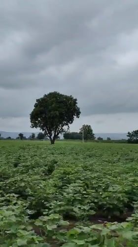 Waghola, India