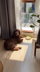 Dogs, roses, and torch ginger on a quiet Chiang Mai morning