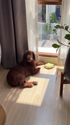Dogs, roses, and torch ginger on a quiet Chiang Mai morning