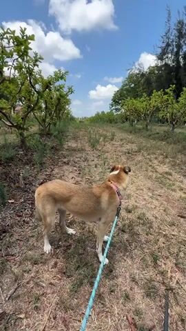 A tan dog with white paws stands on a dirt path, looking to the right, its leash attached to a pink collar. The dog is in the center of the frame, with trees lining the path on both sides. The sky is blue with white clouds. The ground is covered in dry grass and leaves.