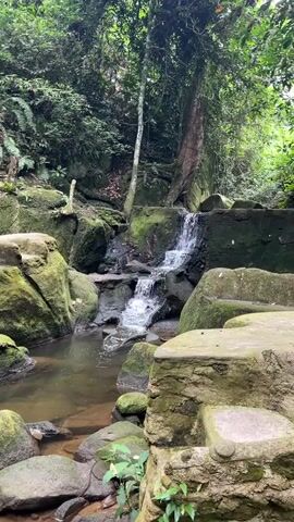 The video shows a small waterfall in a forest. Water cascades down moss-covered rocks into a pool. Lush green trees surround the area. The lighting is natural and diffused, suggesting an overcast day.  The camera is static, providing a stable view of the scene.  There are no visible people or actions in the video.