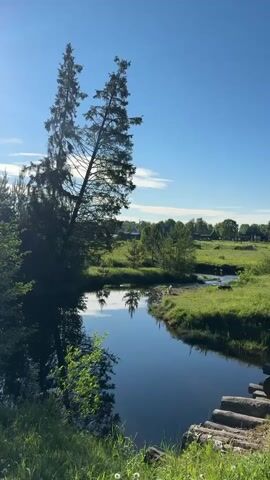 A fixed shot shows a serene natural landscape with a calm river flowing gently on the right side of the frame. Two tall evergreen trees dominate the left, their reflections visible in the water. A vibrant green field stretches across the background under a clear blue sky. In the distance, a small village with scattered houses can be seen, partially obscured by trees. On the right bank of the river, two sheep or goats are grazing. At the bottom right, a rustic wooden structure made of logs is partially visible, likely a bridge or pathway. The overall scene exudes tranquility and natural beauty.