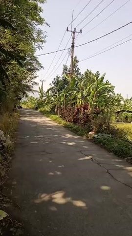 The video presents a view of a quiet country road, likely in a rural area. The road is paved and shows signs of wear, with visible cracks. Lush greenery dominates the landscape on both sides of the road. There are tall trees to the left, and a variety of plants, including banana trees, lining the right side. Beyond the plants, a rice field is visible. Utility poles with power lines run alongside the road. The sky is clear and the lighting suggests it is daytime. The camera appears to be mounted on a vehicle moving along the road.