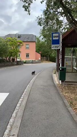 The video shows a cat standing on the side of a paved road. A bus stop sign is visible on the right side of the road, and a pink building is visible in the background. There are trees and greenery surrounding the area. The cat appears to be looking off-camera. The weather appears to be overcast.