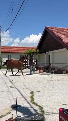 A person walks a brown horse on a lead rope outdoors. The person is wearing jeans and a dark t-shirt, and the horse has a halter on. They are walking on a gravel path next to a building with a red tile roof and white siding. The horse is moving to the left of the frame. The sky is blue with some clouds.