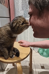 Scottish Fold cat posed on a stool in Saint Petersburg