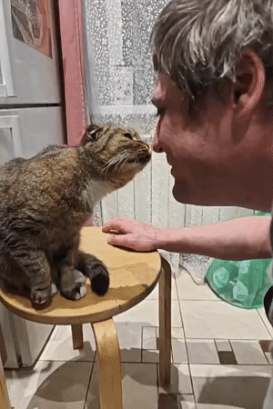 Scottish Fold cat posed on a stool in Saint Petersburg