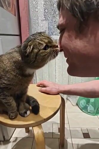 Scottish Fold cat posed on a stool in Saint Petersburg