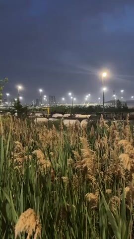 The video shows a close-up shot of tall, feathery reeds and green grass in the foreground. Beyond the reeds, a wide, flat landscape stretches out under a dark, cloudy sky. Numerous tall lamp posts with bright, glowing lights are visible, illuminating a large, open area that appears to be a parking lot or industrial space. In the distance, several multi-story buildings can be seen, their outlines softened by the low light and atmospheric conditions. The overall impression is of a twilight or early night scene in an urban or industrial environment. There are no people or discernible actions taking place in the video.