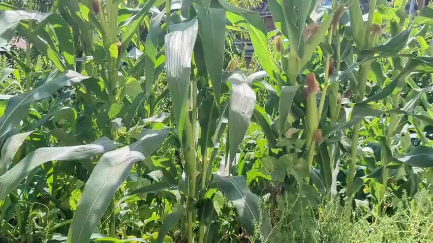 This video shows a close-up view of corn stalks growing in a garden on a sunny day. The corn is tall with large green leaves and some ears of corn are visible. The stalks are dense and packed closely together, with other green foliage growing around them. Sunlight filters through the leaves, creating highlights and shadows.