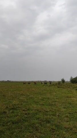 A herd of horses grazes in a large, grassy field under a cloudy sky. The field is mostly green with some patches of brown grass. In the background, a line of trees can be seen on the horizon. The horses are scattered throughout the field, some standing still, others eating. The overall atmosphere is calm and peaceful.