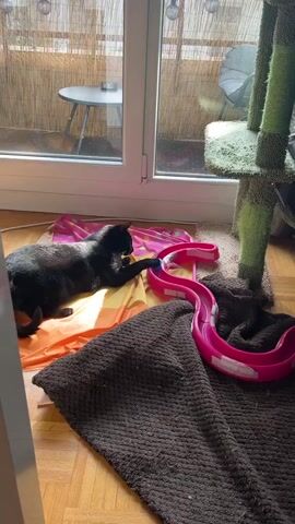 A black cat is lying on a colorful blanket on the floor, which is bathed in sunlight. The cat is looking towards a pink cat toy track. A blue ball is visible inside the track. In the background, there is a glass door leading to an outdoor area with a bamboo fence, a small table, and a chair. A green cat tree is also present in the background. The floor is made of wood. The cat appears to be resting and observing the toy.