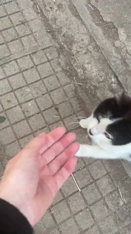 A hand is petting a black and white cat on a concrete surface. The cat is standing, and the hand gently caresses the cat's head and neck. The concrete is grey and composed of small, square tiles. The person's sleeve is black and partially visible in the bottom left corner of the frame. There are a few small pieces of debris, possibly straw, scattered on the concrete surface.