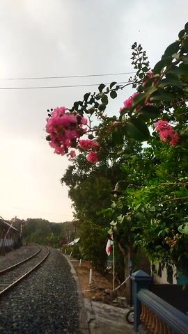 A close-up shot of pink flowers on a tree branch with green leaves. In the background, there is a dirt path lined with small buildings and a fence. The sky is overcast and white. The image is oriented vertically.